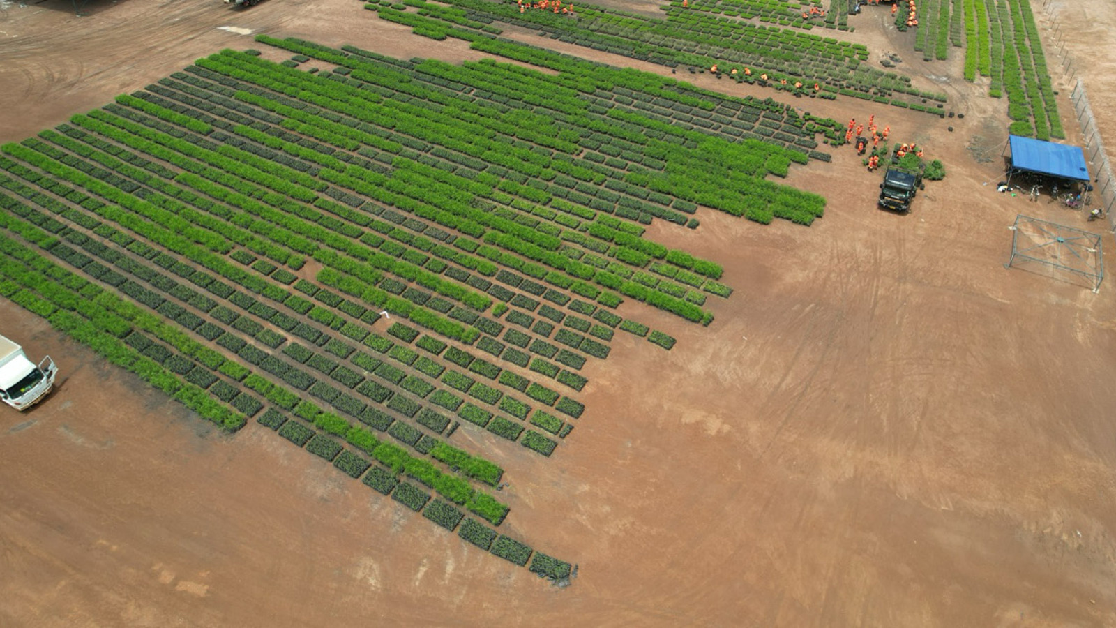 29 01 2026 Miombo Restoration Alliance Launches Four Large Scale Carbon Removal Projects