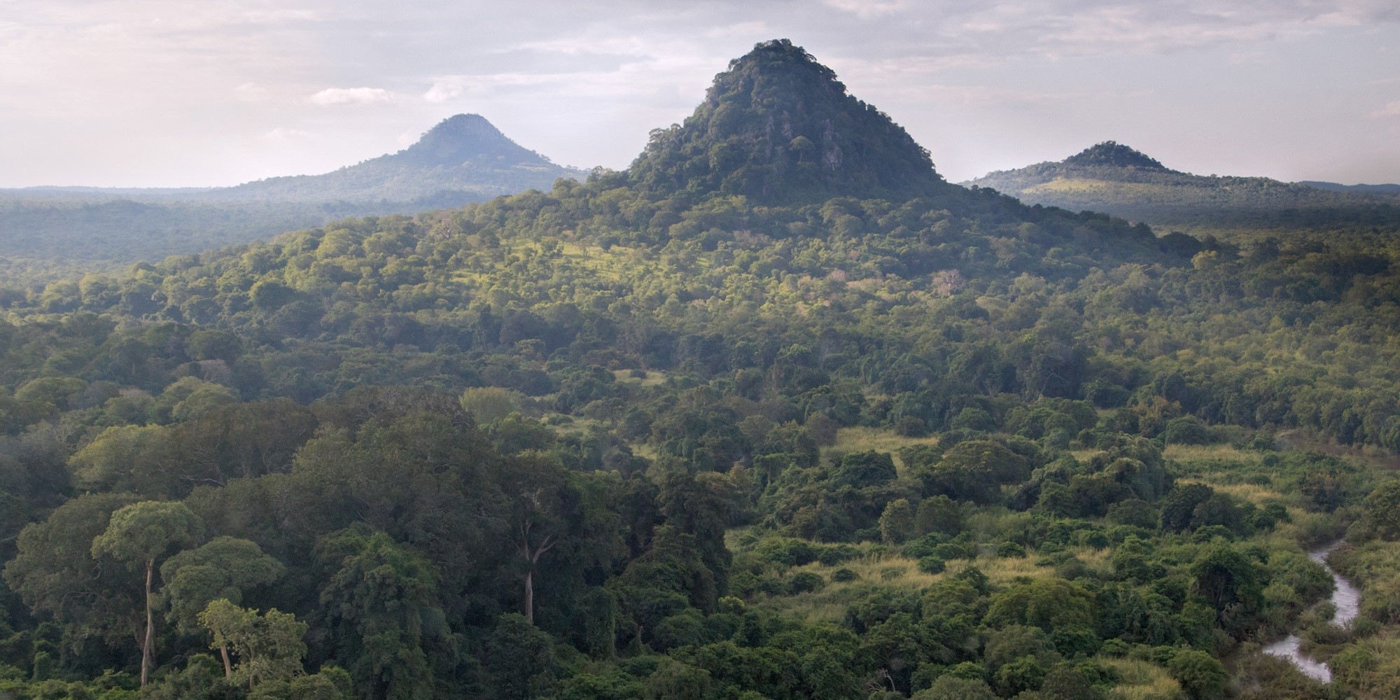 Miombo Restoration Alliance