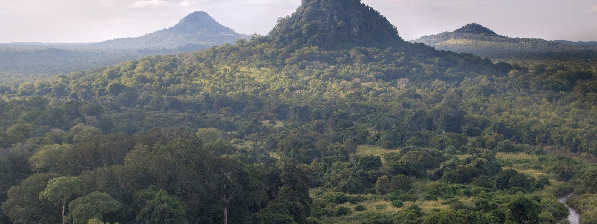 Miombo Restoration Alliance